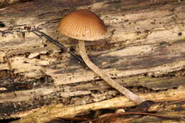 Imagem de Psathyrella psammophila A. H. Sm. 1972