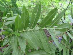 Plancia ëd Pterocarya rhoifolia Sieb. & Zucc.