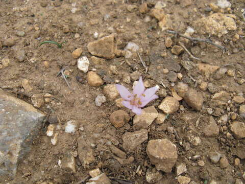 Image of Colchicum cretense Greuter