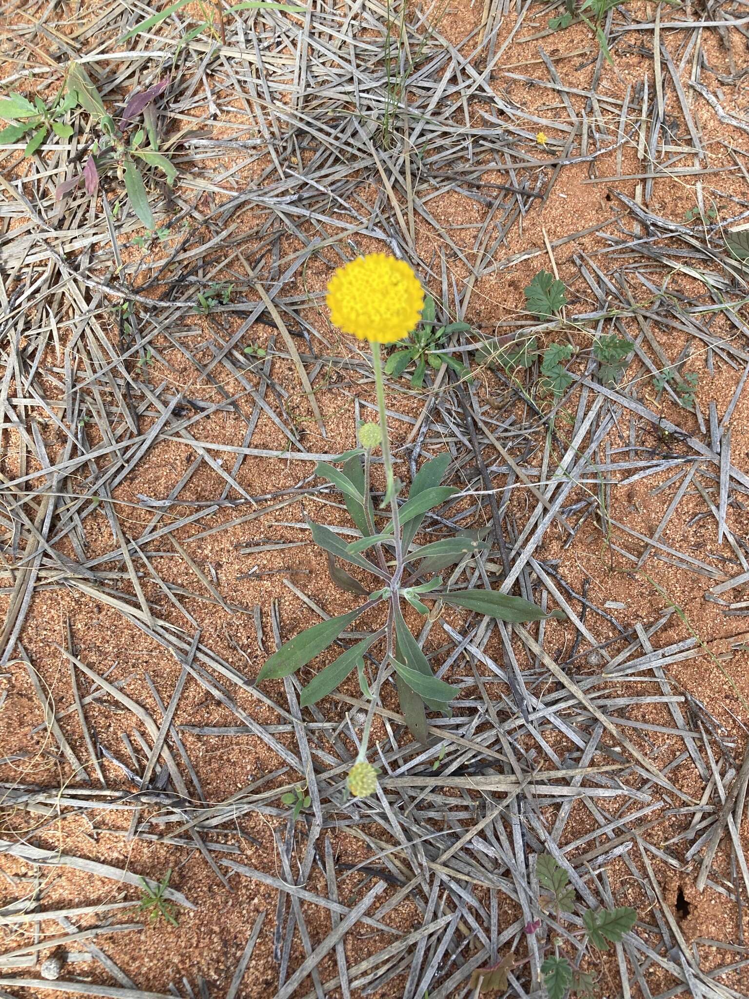 صورة Myriocephalus guerinae F. Müll.