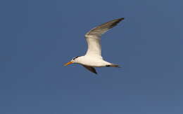 Image of West African Crested Tern