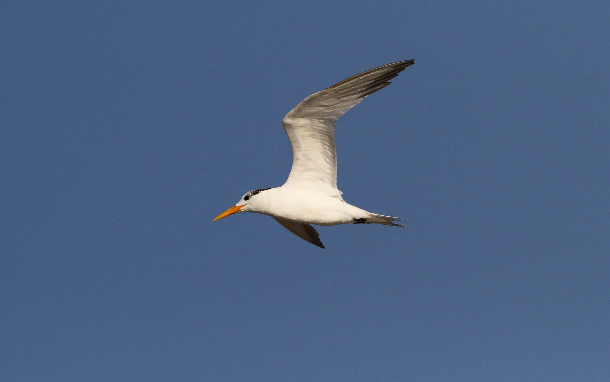 Image of West African Crested Tern