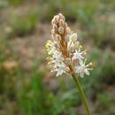 Image of Bulbinella barkerae P. L. Perry