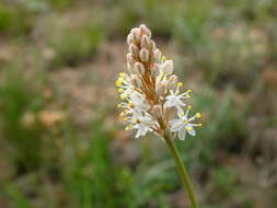 Image of Bulbinella barkerae P. L. Perry