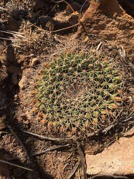 Image of little nipple cactus