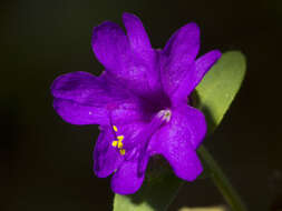 Image of Mirabilis violacea (L.) Heimerl