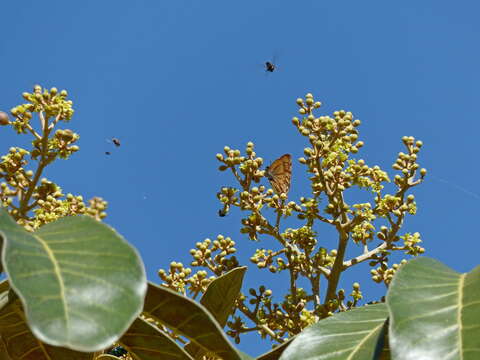 Image of Schefflera macrocarpa (Cham. & Schltdl.) Frodin