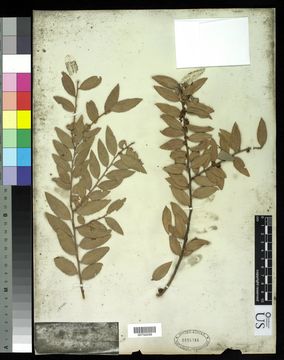 Image of evergreen huckleberry