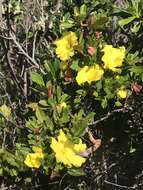 Image of Hibbertia cuneiformis (Labill.) Smith