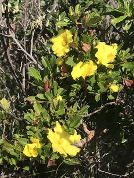 Image of Hibbertia cuneiformis (Labill.) Smith