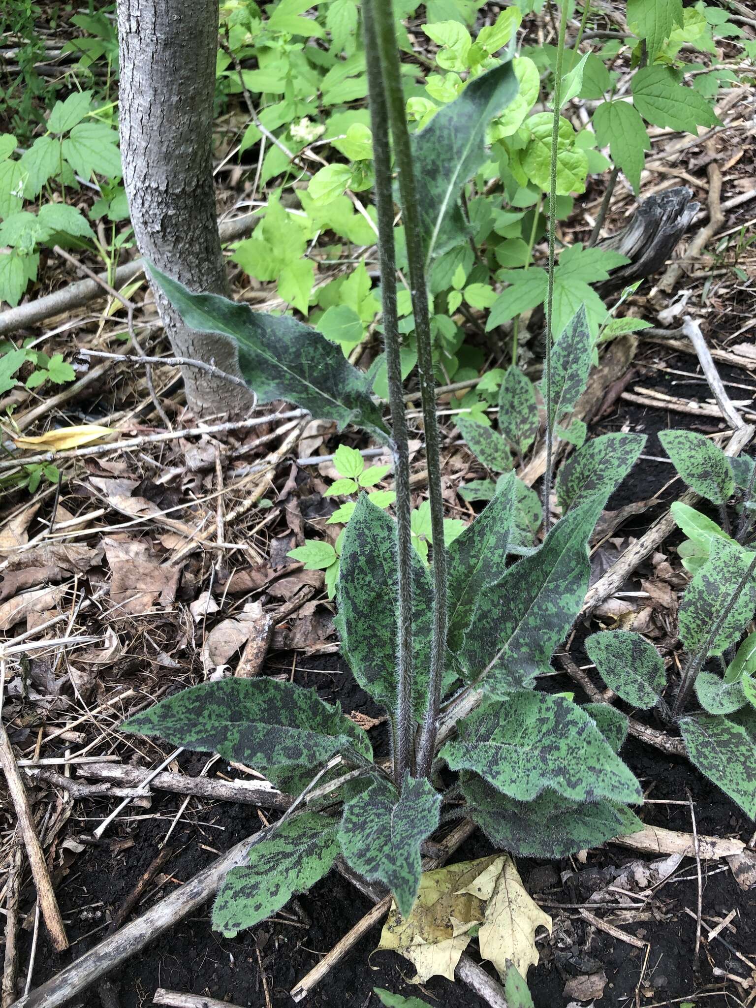 Imagem de Hieracium maculatum Schrank