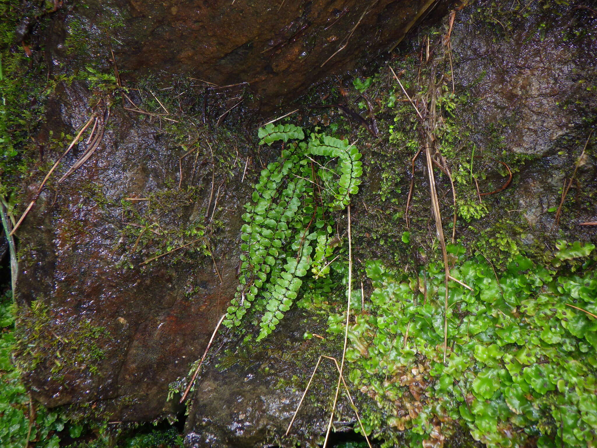 Image de Asplenium trichomanes subsp. trichomanes