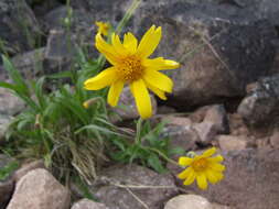 Image de Arnica angustifolia subsp. iljinii (Maguire) I. K. Ferguson