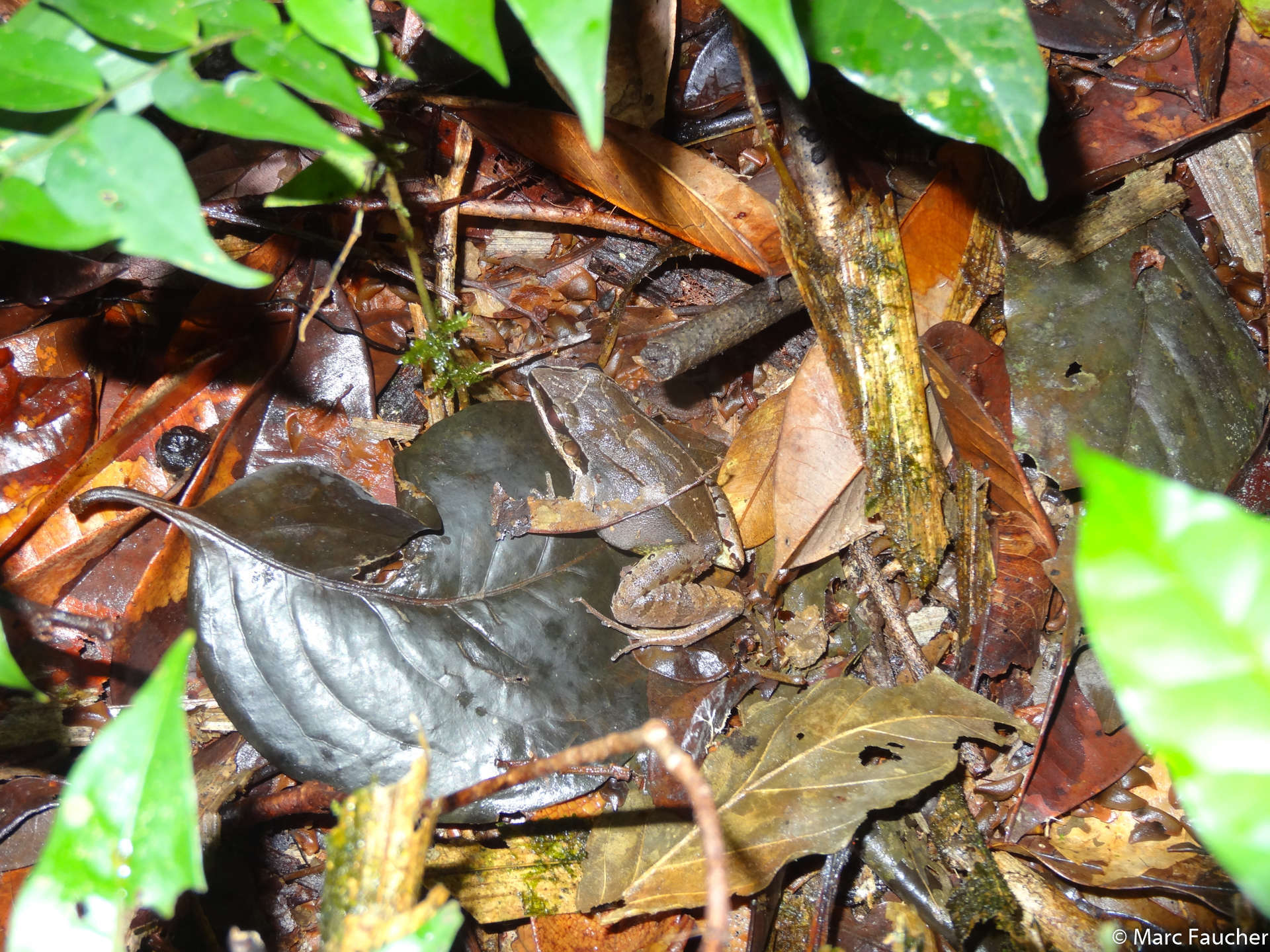 Image of Amazonian White-lipped Frog