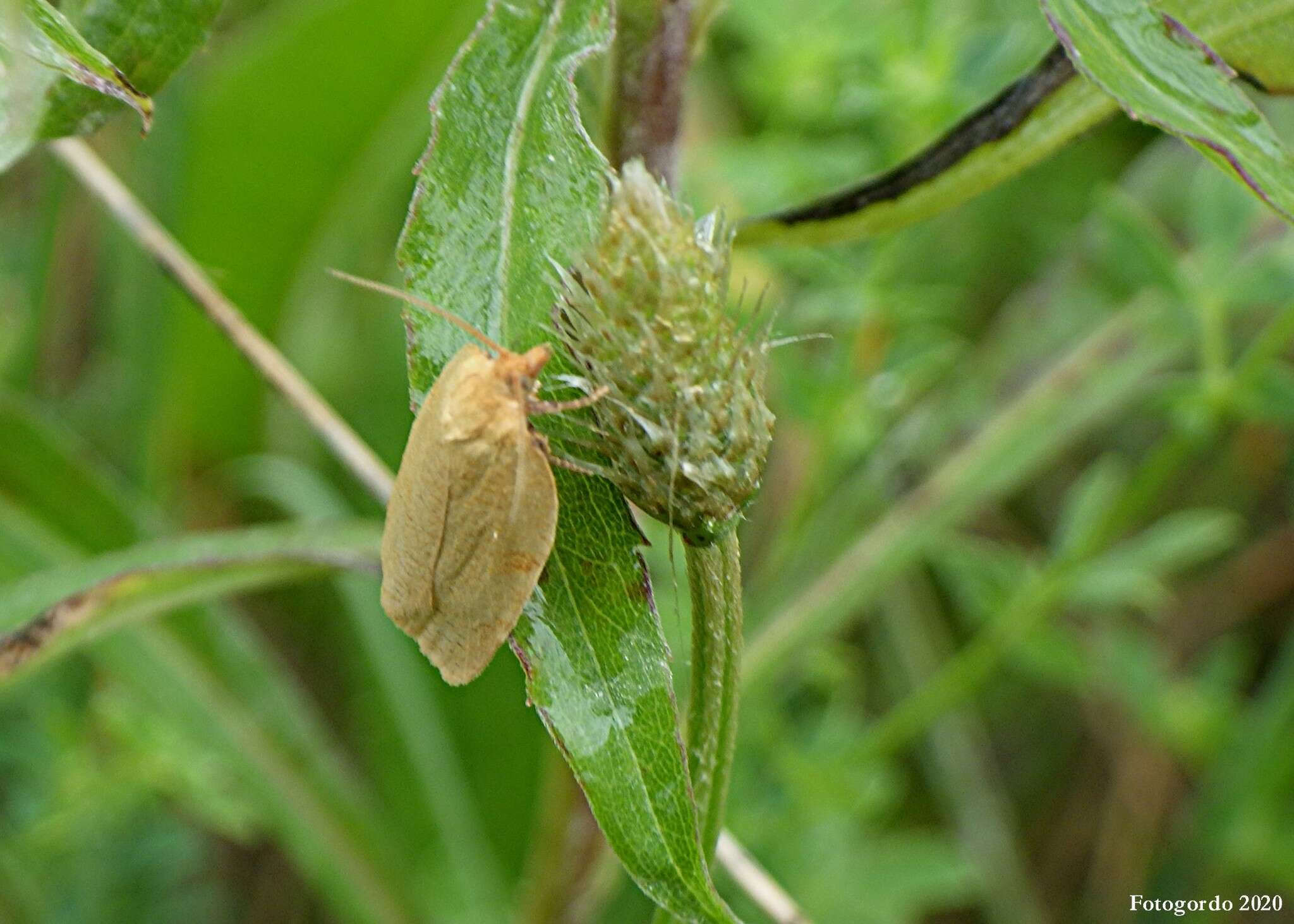 Image of Wide-stripe Leafroller