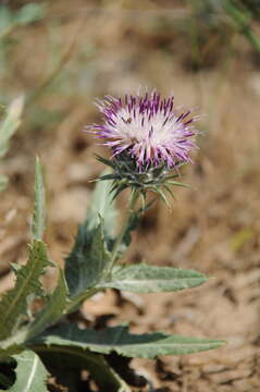 Image of Cousinia microcarpa Boiss.