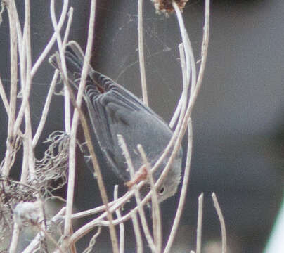 Image of Lucy's Warbler