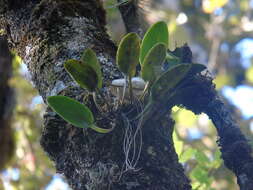 Image of Acianthera hartwegiifolia (H. Wendl. & Kraenzl.) Solano & Soto Arenas