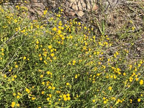 Image of Senecio angustifolius (Thunb.) Willd.