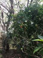 Image of Surinam cherry