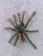 Image of Avicularia hirschii Bullmer, Thierer-Lutz & Schmidt 2006