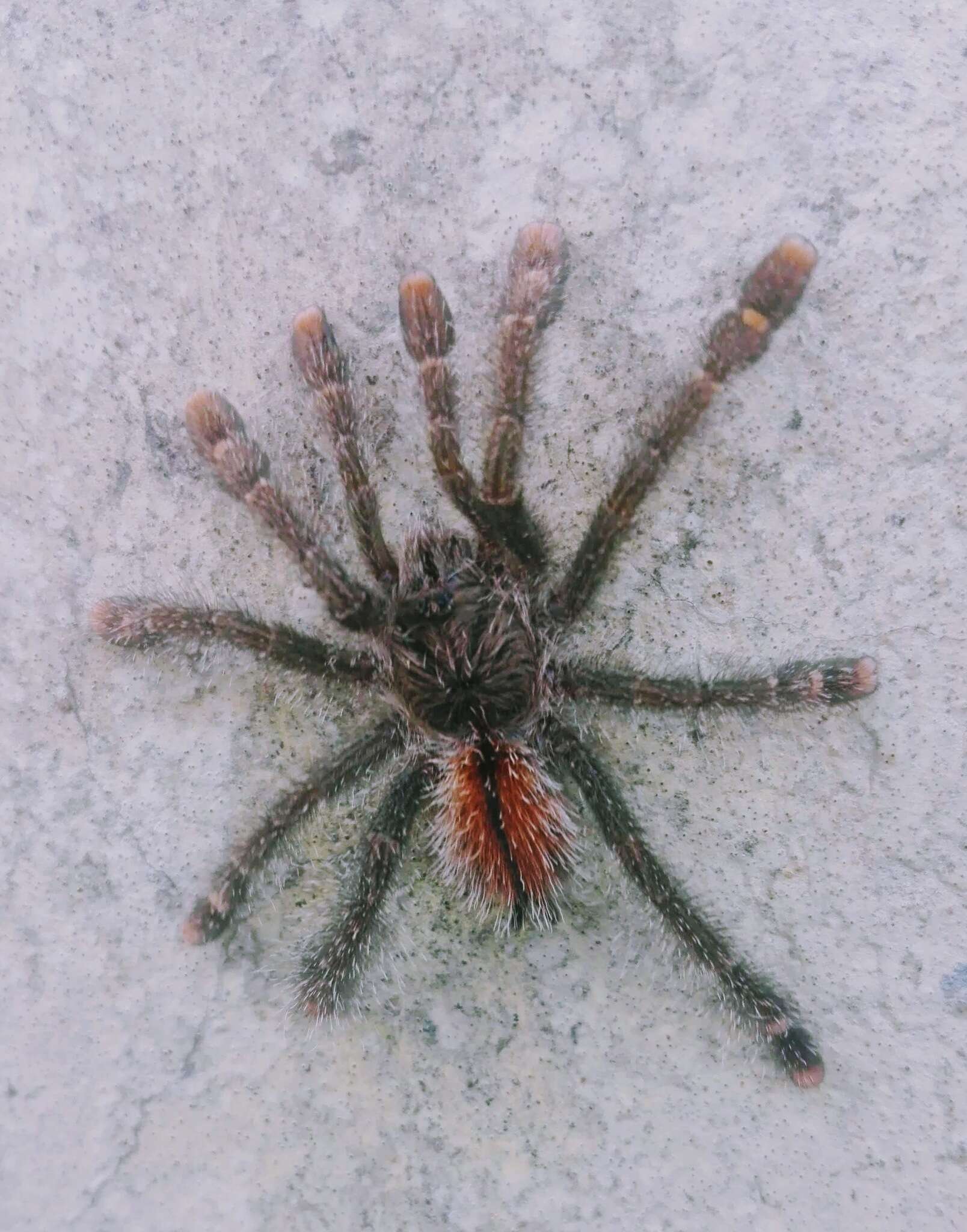 Image of Avicularia hirschii Bullmer, Thierer-Lutz & Schmidt 2006