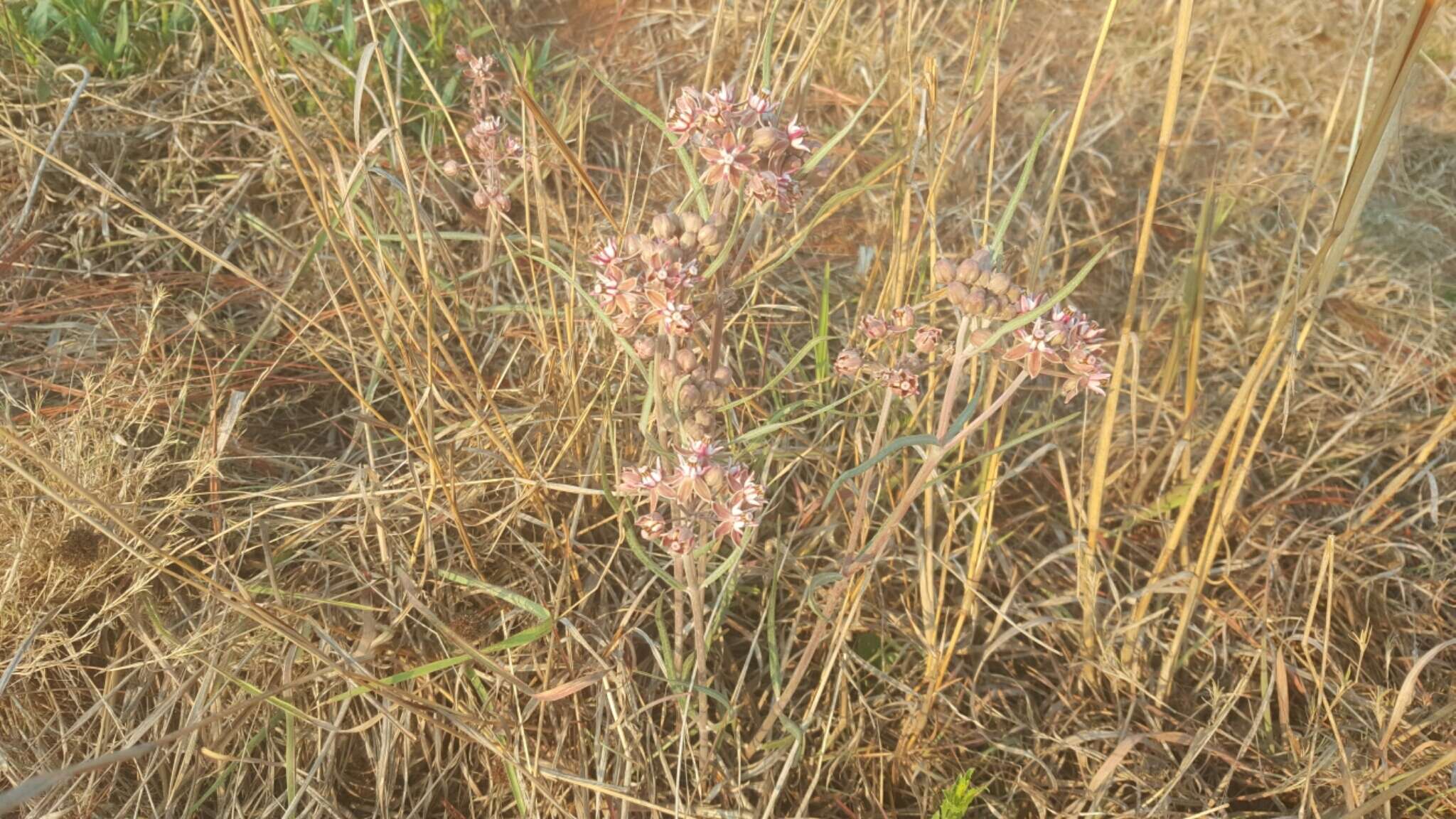 Image of Asclepias fournieri R. E. Woodson