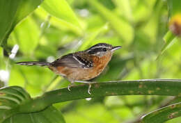 Image of Ferruginous Antbird