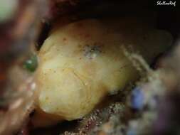Image of Bandfin frogfish
