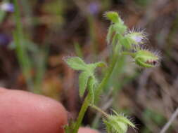 Nemophila breviflora A. Gray resmi