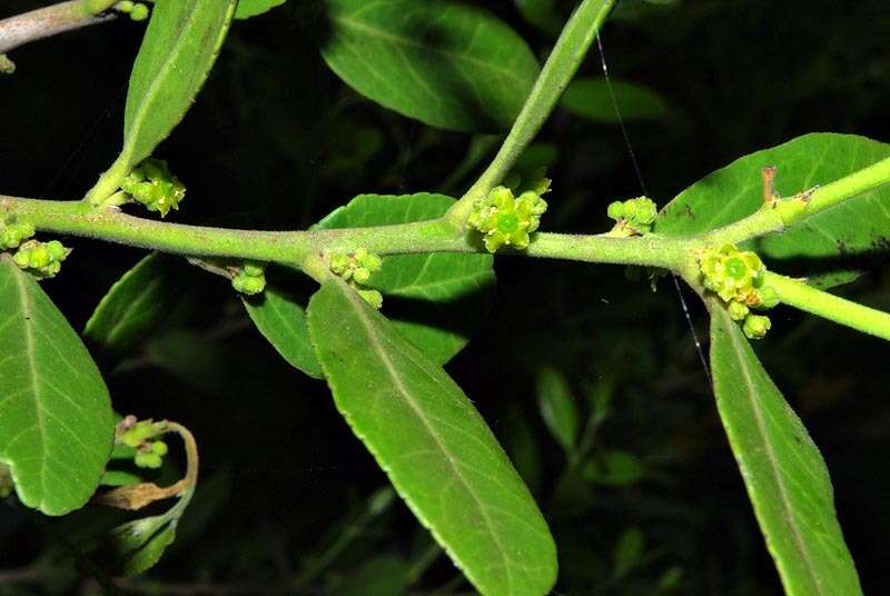 Sivun Mystroxylon aethiopicum subsp. schlechteri (Loes.) R. H. Archer kuva