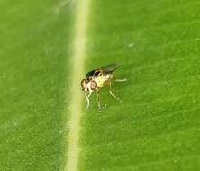 Image of Thaumatomyia notata (Meigen 1830)