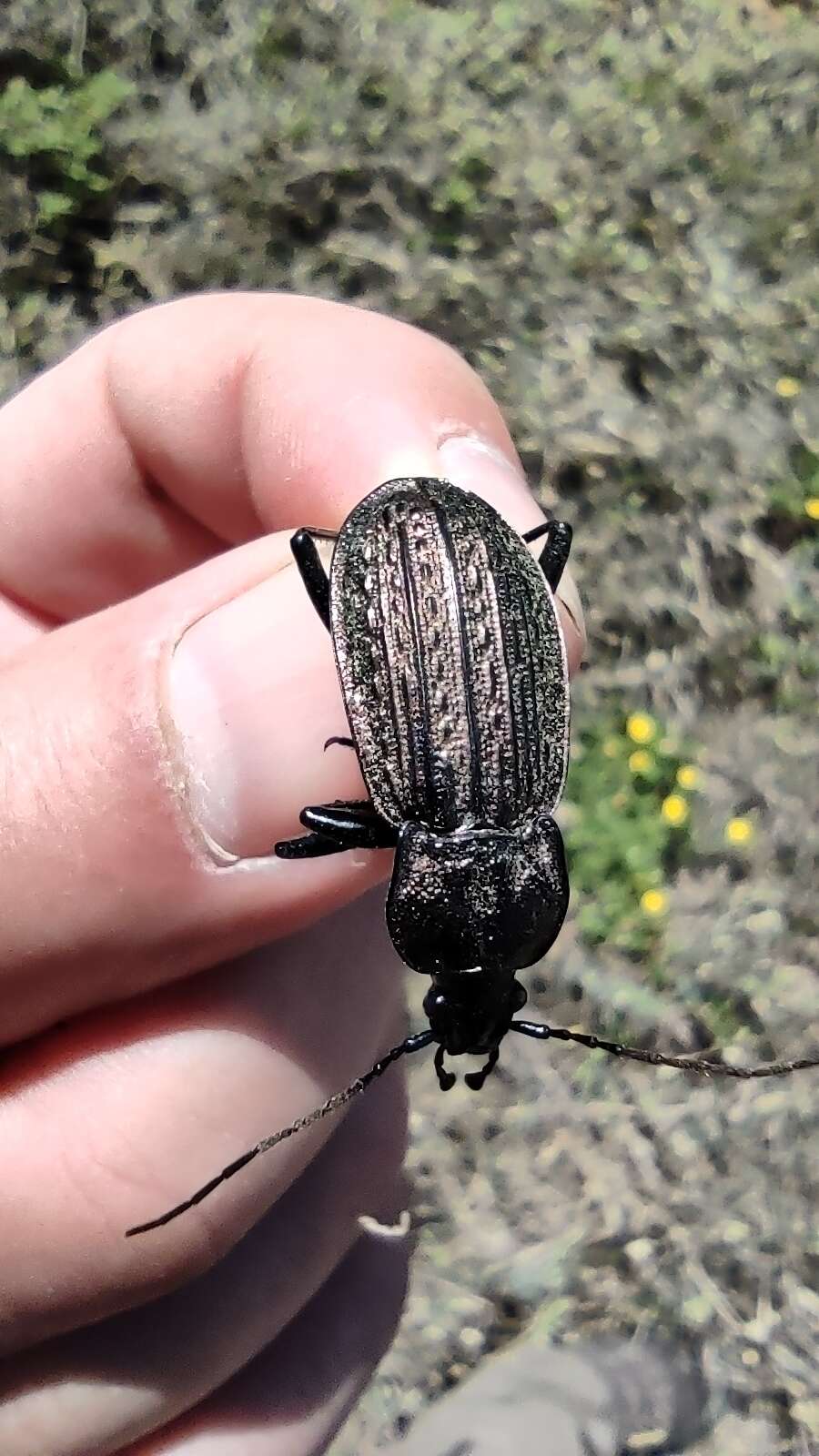 Image of Carabus (Macrothorax) rugosus celtibericus Germar 1824