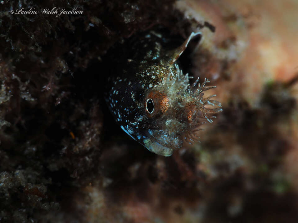 Image of Roughhead Blenny