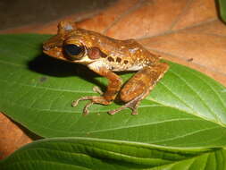 Image of Bongao tree frog