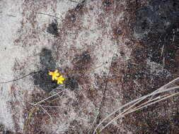 Image of Utricularia chrysantha R. Br.