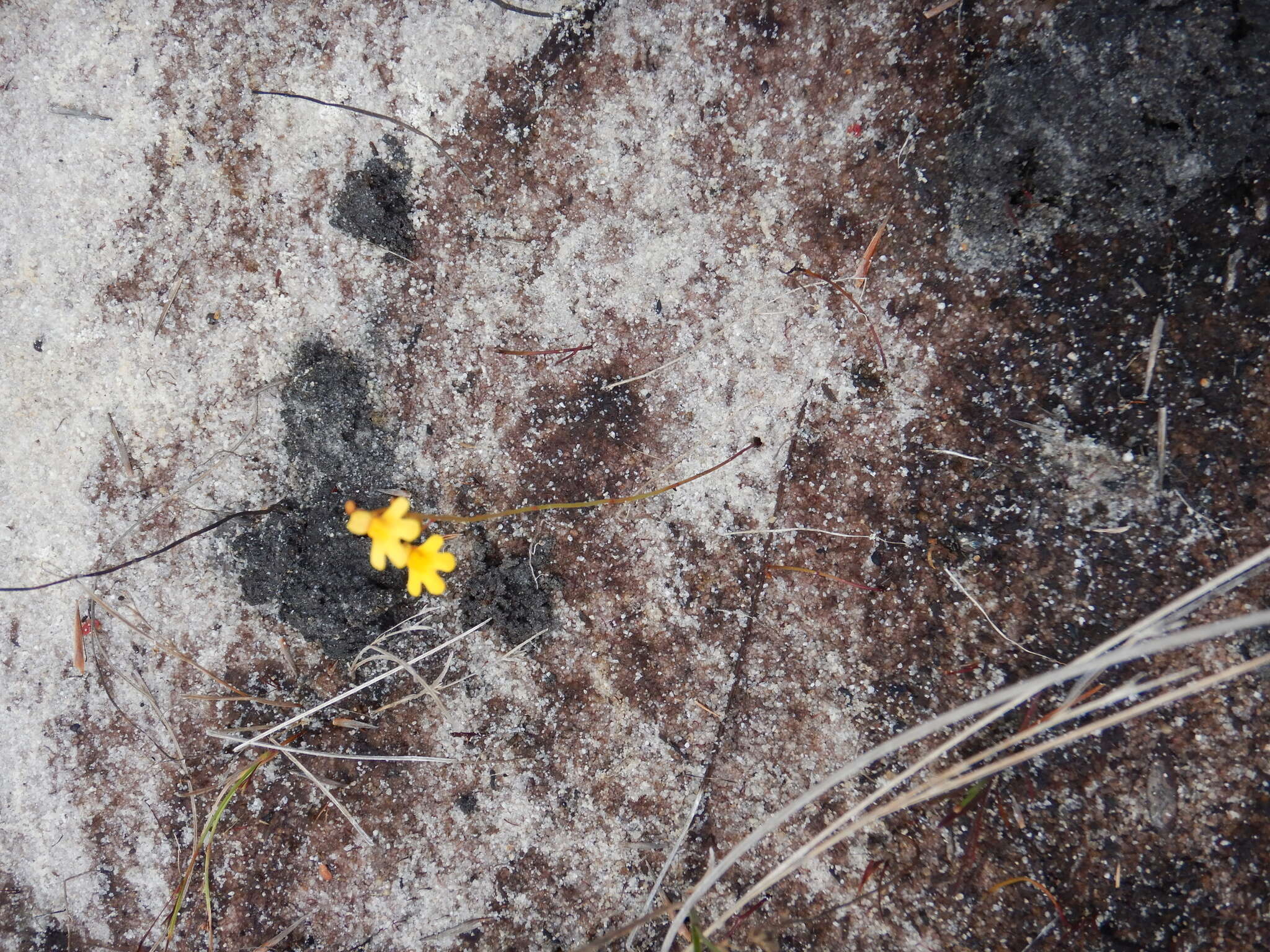 Image of Utricularia chrysantha R. Br.