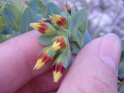 Image of Lesser Honeywort