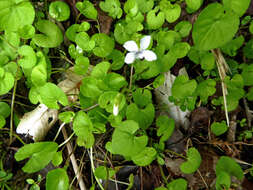 Image of Viola lyallii Hook. fil.