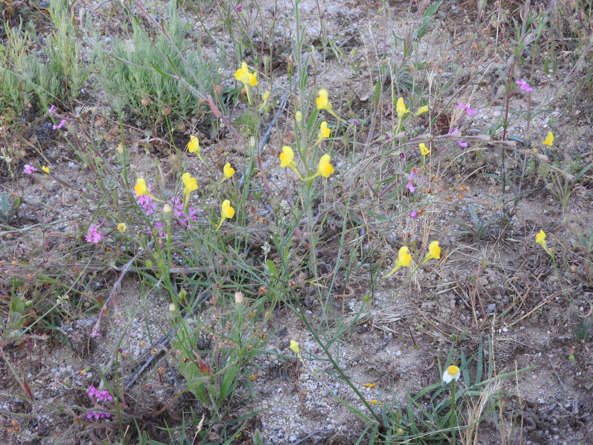 Image of ballast toadflax