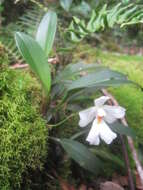 Image of Rossioglossum oerstedii (Rchb. fil.) M. W. Chase & N. H. Williams