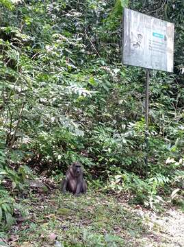 Image of Celebes Macaque