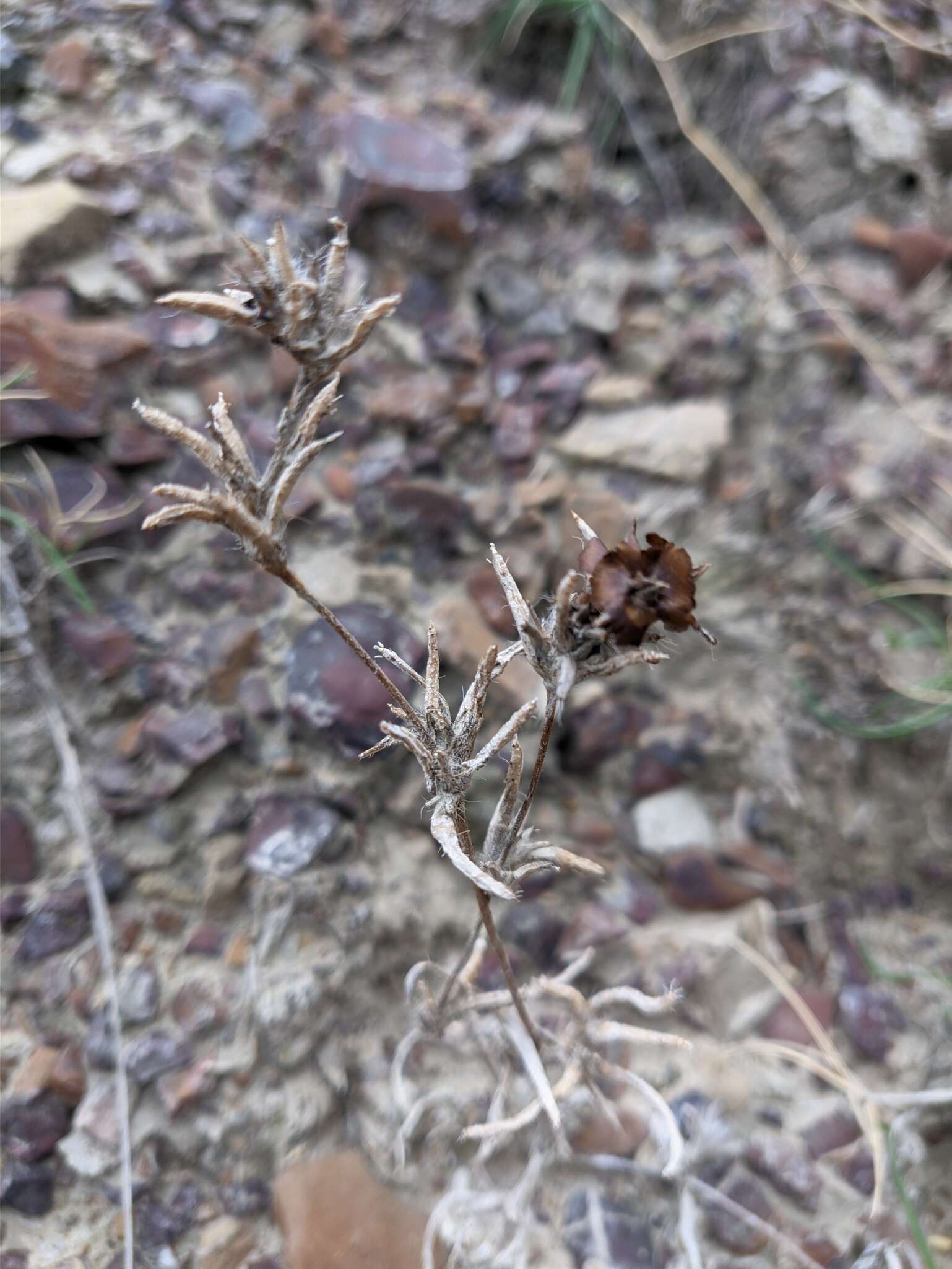 Imagem de Pyankovia brachiata (Pall.) Akhani & Roalson
