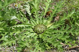 Image of Carlina acanthifolia All.