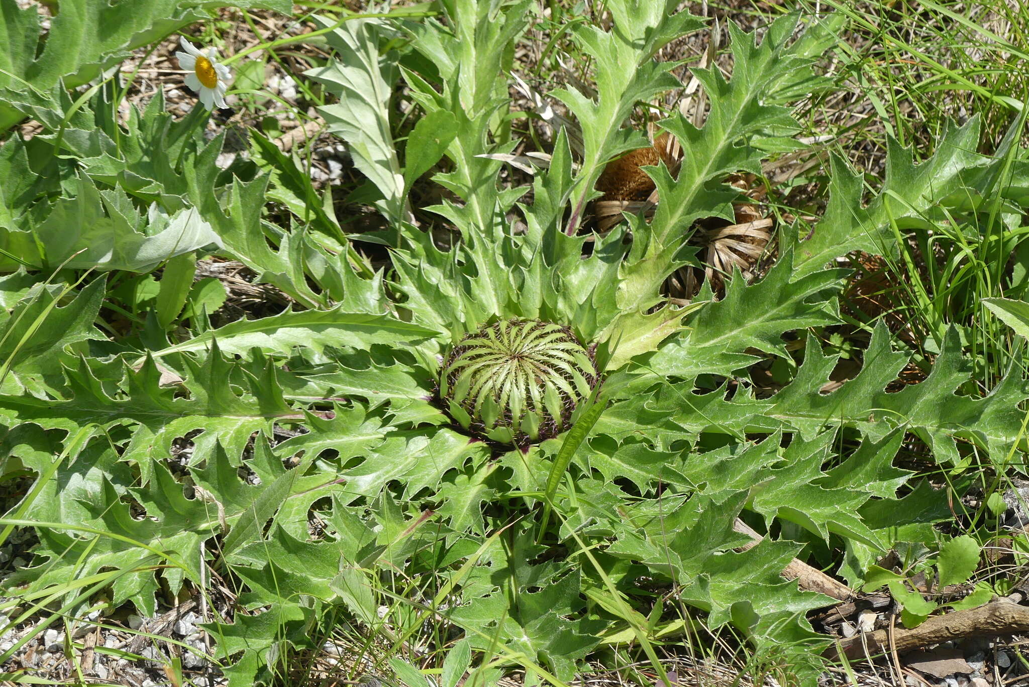 Image of Carlina acanthifolia All.