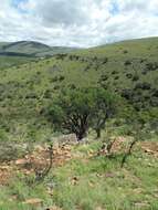 Image of Common Cabbage Tree