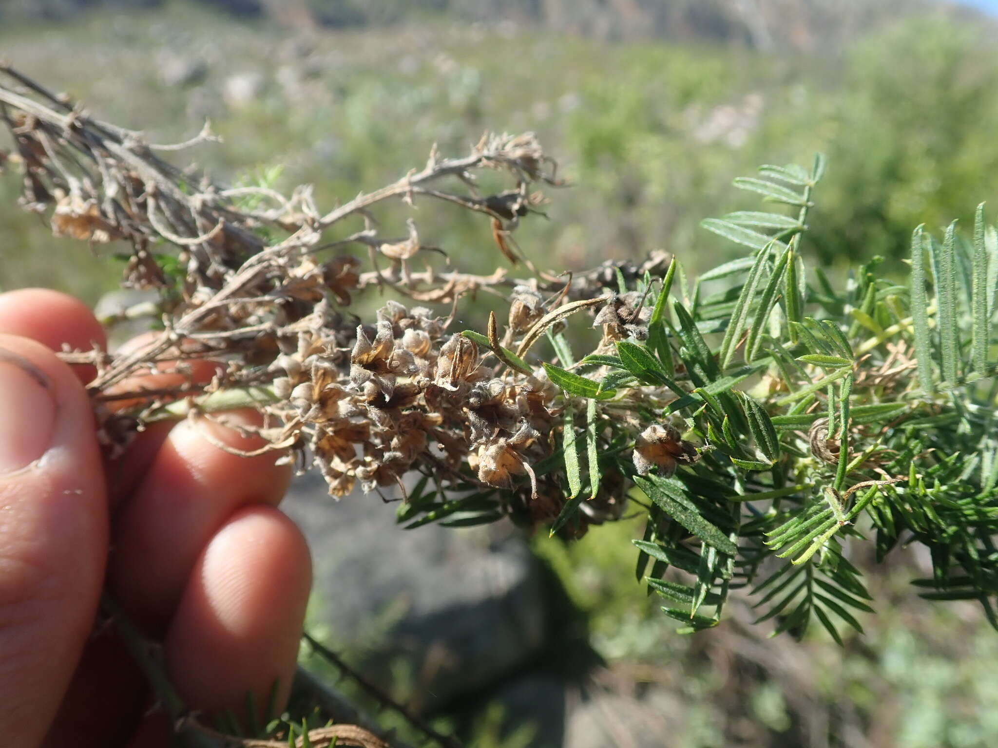 Image of Psoralea odoratissima Jacq.