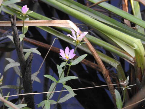 Image of marsh rose gentian