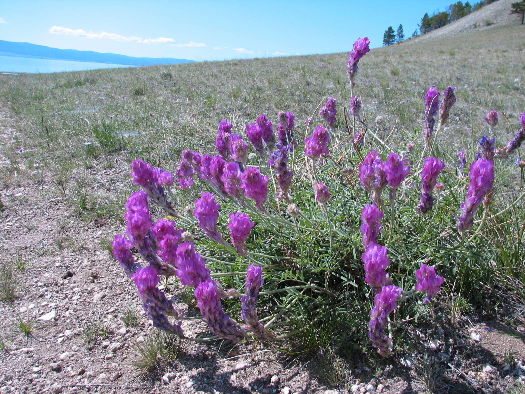 Image of Hedysarum gmelinii Ledeb.