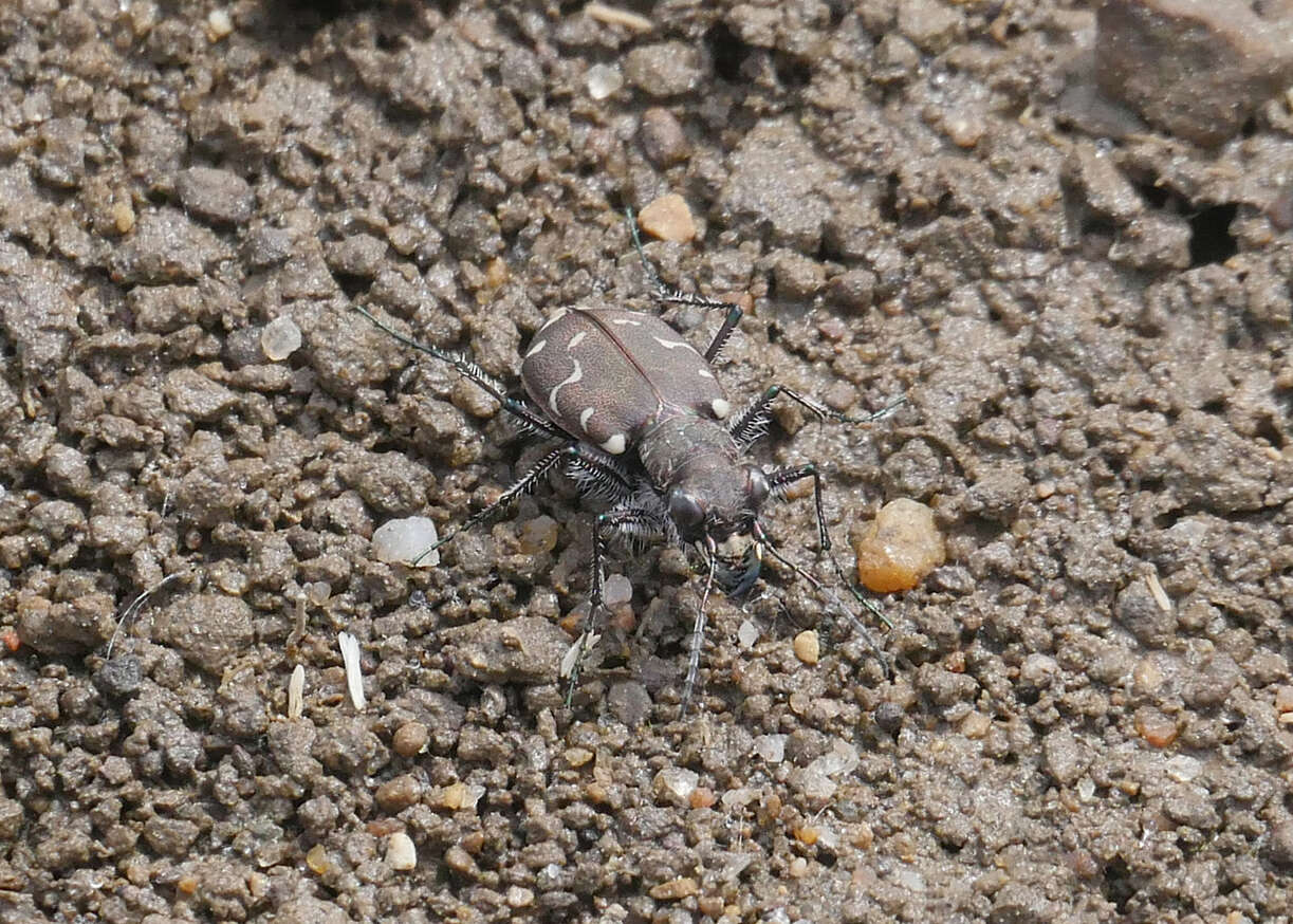 Image of Twelve-spotted Tiger Beetle